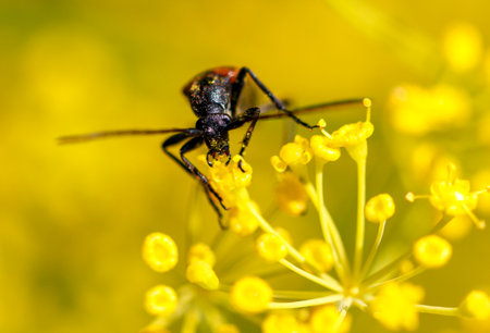 Red bug on a flower. Macro.