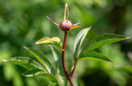Close-up of a large closed flower.の写真素材
