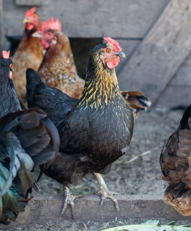Black chickens and roosters in the chicken coop.の写真素材