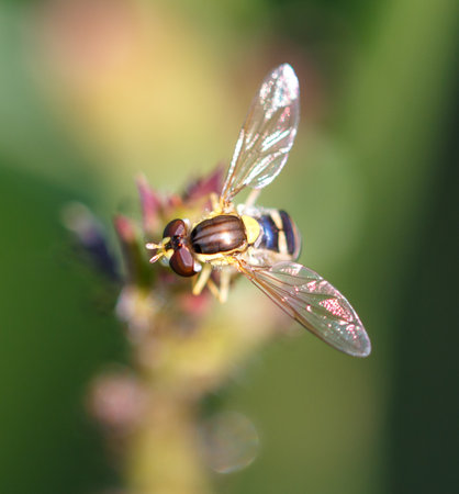 Bee on a flower in nature. Macro.の写真素材