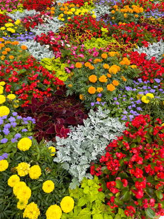 Beautiful multi-colored flowers grow in the park on the ground. Background.
