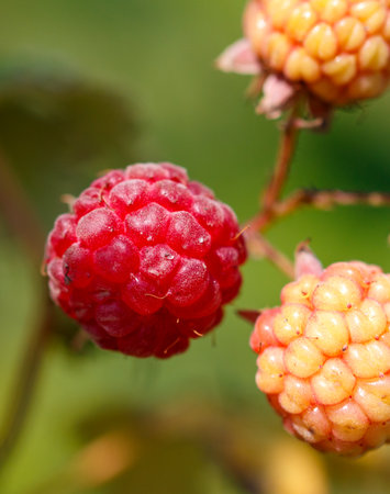 Red raspberry in nature. Macro.