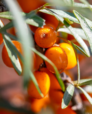 Ripe sea buckthorn on a tree in summer. Macro.の写真素材