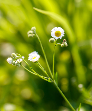 Close-up of white chamomile flowers in natureの写真素材