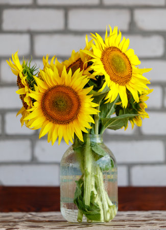 Sunflowers against a brick wall.の写真素材