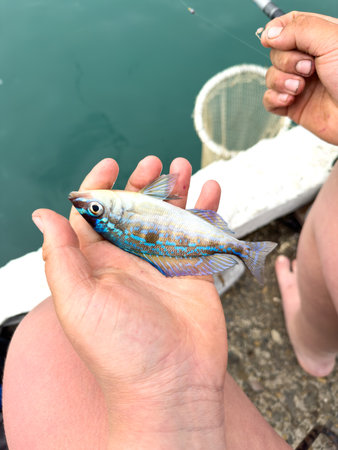 Sea bass in the hands of a fisherman on the seashore.