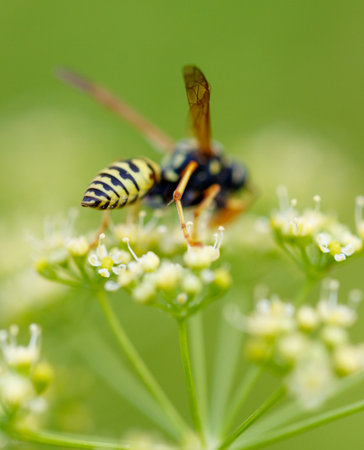 Wasp on a yellow flower. Macro.