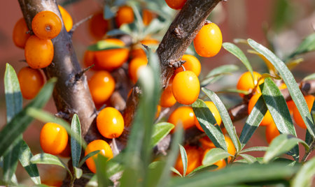 Ripe sea buckthorn on a tree in summer. Macro.の写真素材