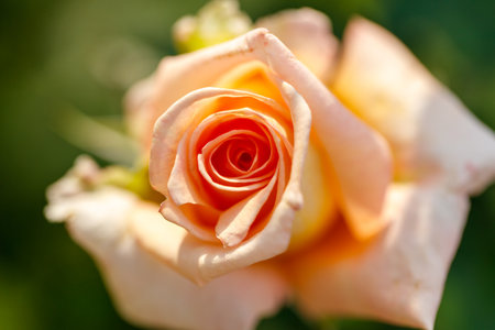 Yellow rose in nature. Close-up.の写真素材
