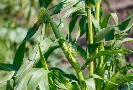 Corn grows in the garden.