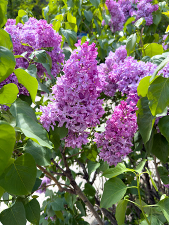 Lilac flowers on a tree in spring.の写真素材