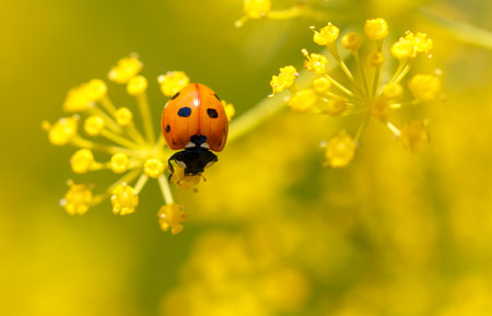Ladybug on yellow dill flowers. Macro.の写真素材