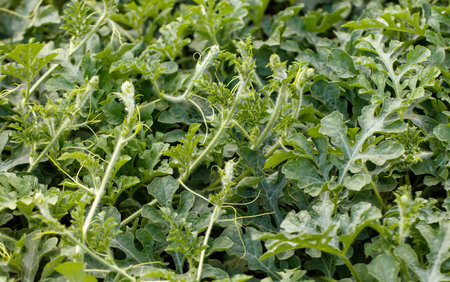 Watermelon plants in nature in early summer.の写真素材