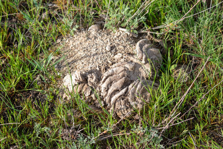 Close-up of cow poop in the steppe.のeditorial素材