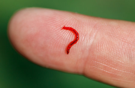 Red bloodworm on the finger. Macro.の写真素材