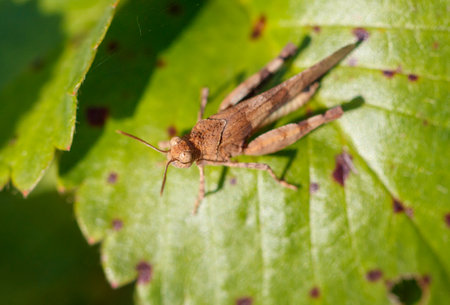 Grasshopper green vegetation in nature. Macro.の写真素材