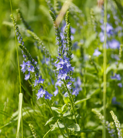 Small blue flowers in nature in the summer in the steppe.の写真素材