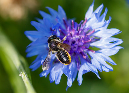 Bee on a blue flower in nature. Macro.の写真素材