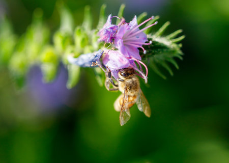 Bee on a blue flower in nature. Macro.の写真素材