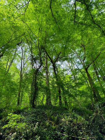 Trees in the forest grow on rocky cliffs of the mountains. Summer.の写真素材