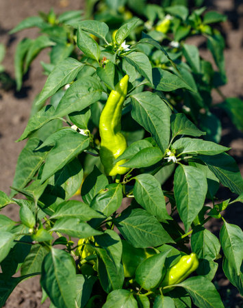 Pepper plants outdoors in early summer.の写真素材