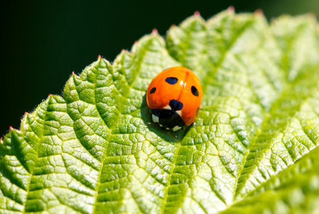 Ladybug on a green leaf. Macro.の写真素材