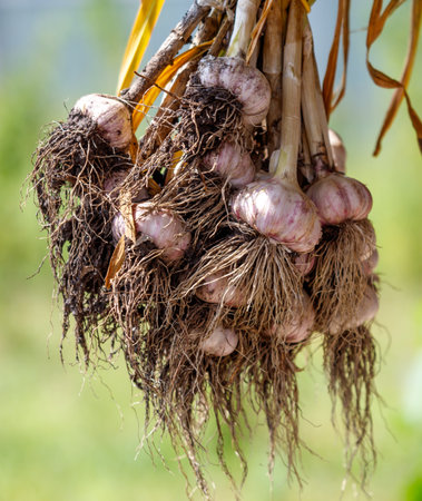 Fresh garlic dries under a canopy.