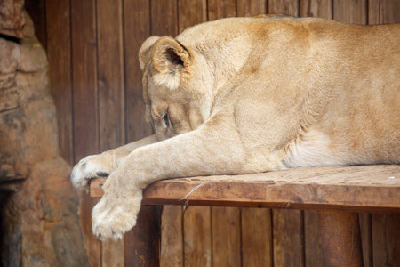 A lion sleeps in the zoo.の写真素材