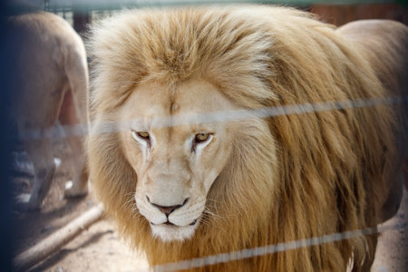 Portrait of a lion in a zoo.の写真素材