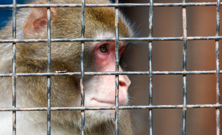 Portrait of a monkey behind a metal fence in a zoo.の写真素材