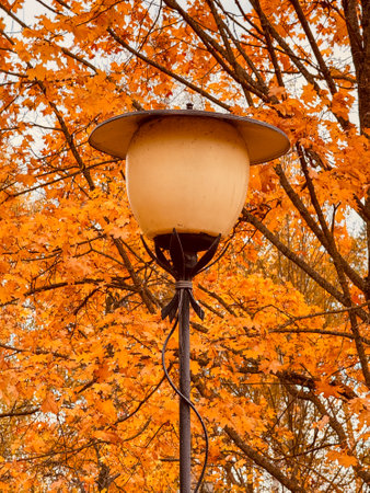 Lantern against the background of leaves on a tree in autumn.の写真素材