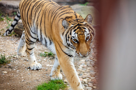 A tiger is walking.の写真素材