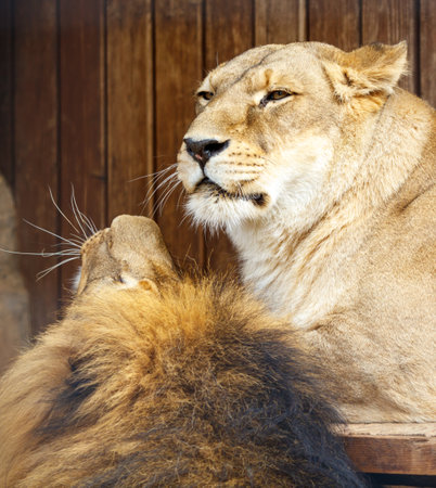 Lion and lioness at the zoo.の写真素材
