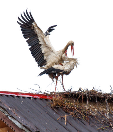Stork love on the roof isolated white background.の写真素材