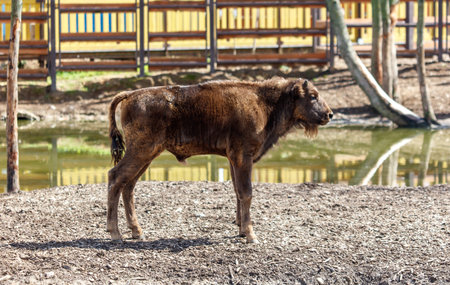 Portrait of a Bison at the Zoo.の写真素材