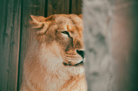 Portrait of a lioness.の写真素材