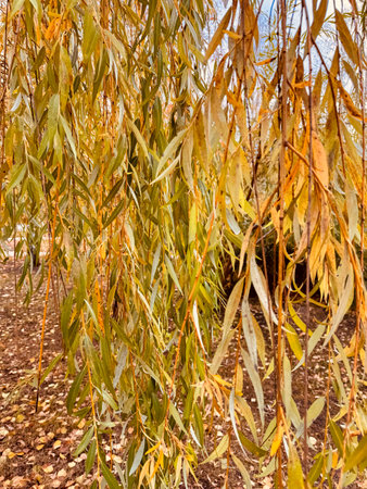 Leaves on a willow tree in autumn.の写真素材