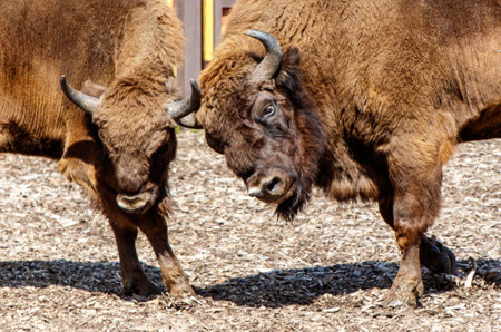 Two bisons are in the park.の写真素材