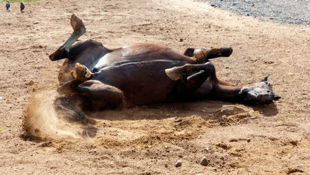 The horse is lying on the ground.の写真素材