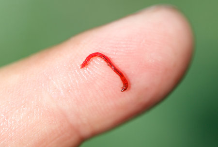 Red bloodworm on the finger. Macro.の写真素材