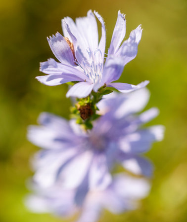 Blue cornflowers flowers in nature. Close-up.の写真素材
