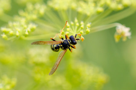 Wasp on a yellow flower. Macro.