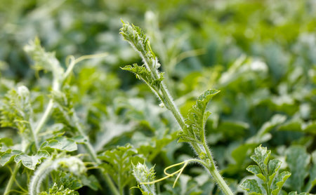 Watermelon plants in nature in early summer.の写真素材