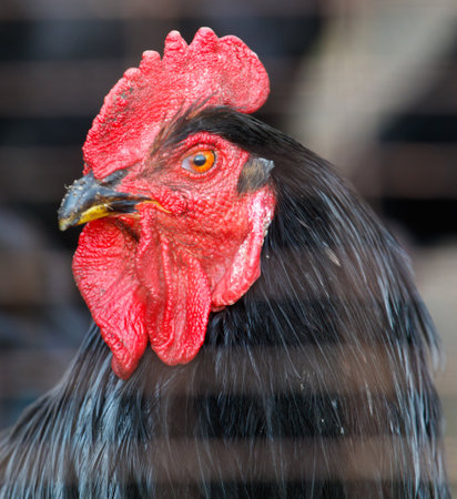 Portrait of a black rooster on a farm.の写真素材