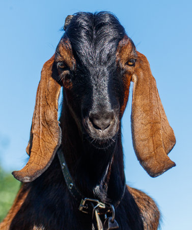 Portrait of a ram.の写真素材