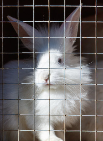 Rabbits are sitting in a cage on a farm.の写真素材