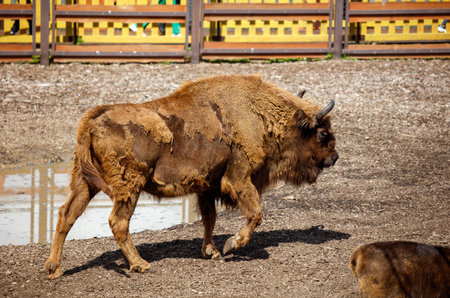 Portrait of a Bison at the Zoo.の写真素材
