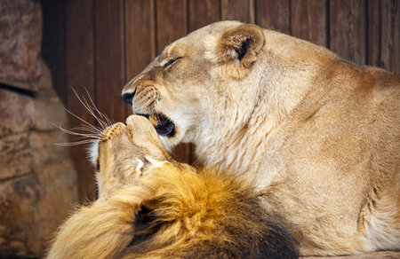 Lion and lionness at the zoo.の写真素材