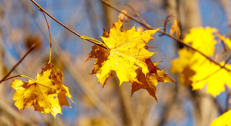 Yellow leaves on a maple tree in autumn.