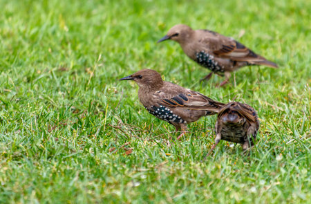 Three birds are walking on the grass. One of them is eating grass. The other two birds are walking behind itの写真素材